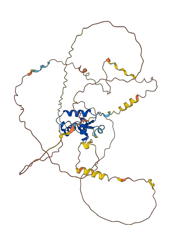 FOXD1 3D structure