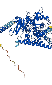 CYP1B1 3D structure