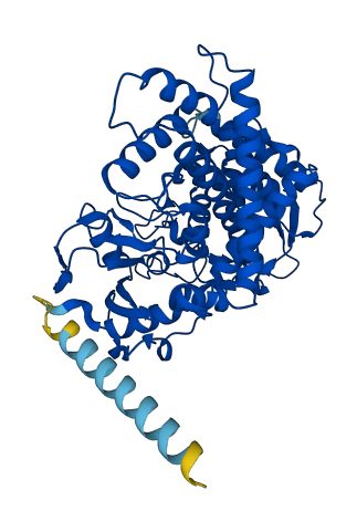 CYP2A13 3D structure