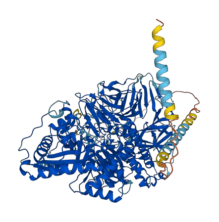 MAN2A1 3D structure