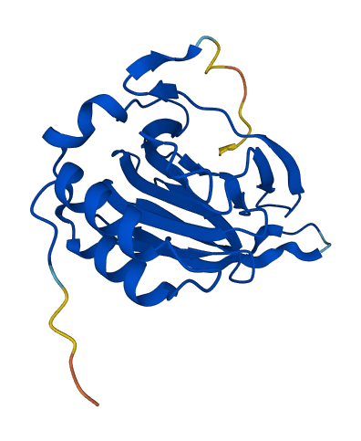 CDO1 3D structure