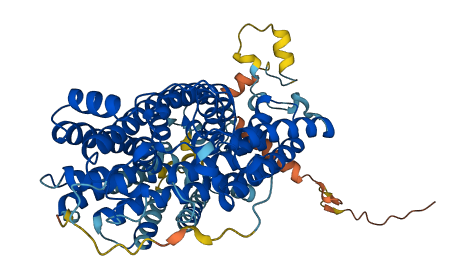 SLC5A12 3D structure