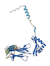 HLA-DRB5 3D structure
