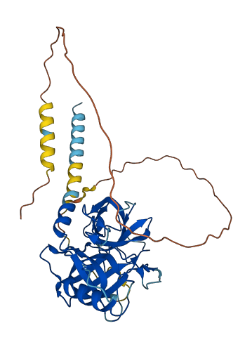 Prss44 3D structure