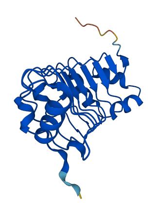 DNAL1 3D structure