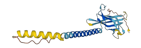 ATP6AP1L 3D structure