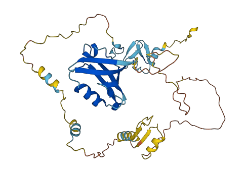 PDLIM3 3D structure