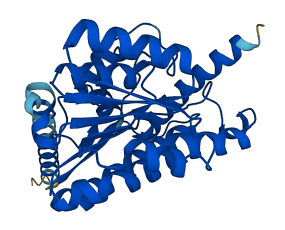 HSD17B12 3D structure