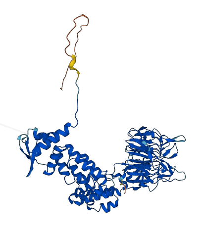 KLHL26 3D structure