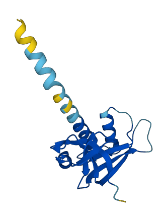 RNASE13 3D structure