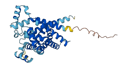 SLC25A53 3D structure