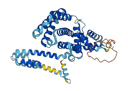 TCP11X2 3D structure