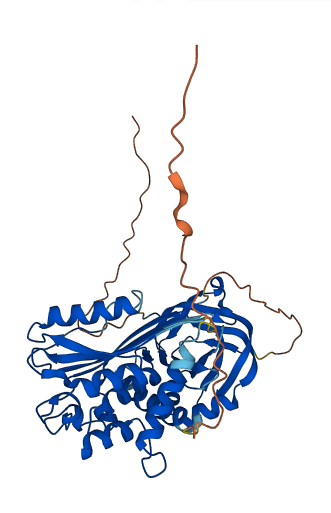 Serpina3g 3D structure