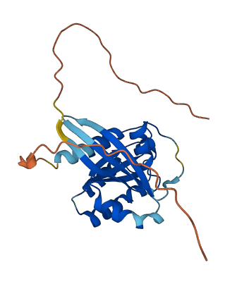 RAB41 3D structure
