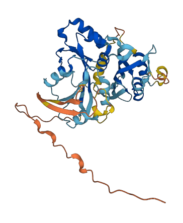 CBWD3 3D structure
