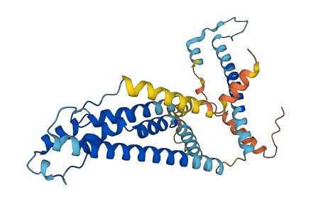CALHM4 3D structure