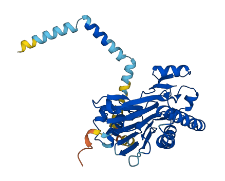 PPM1L 3D structure