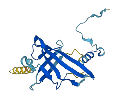 LCN1P1 3D structure