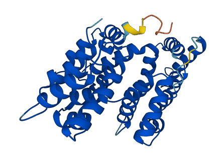 ANXA8L1 3D structure