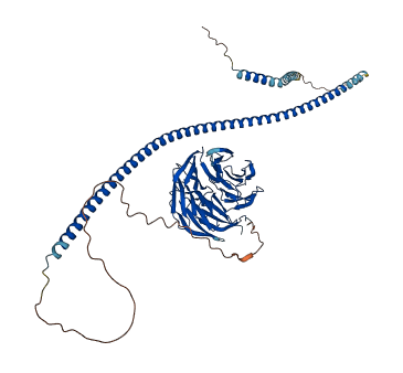 ATG16L1 3D structure