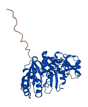 B3GNTL1 3D structure