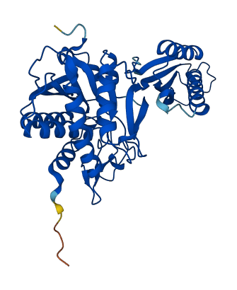 Acy1a 3D structure