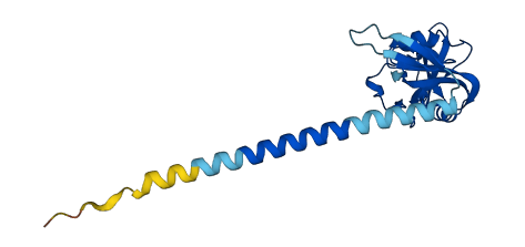 CLEC6A 3D structure