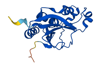 DESI1 3D structure