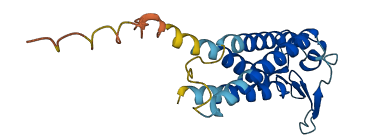 TMEM211 3D structure