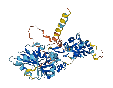 SLFN12L 3D structure