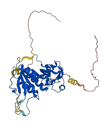 MRM1 3D structure