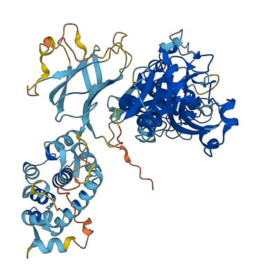 CAPN13 3D structure