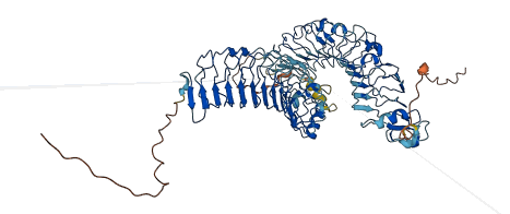 CHADL 3D structure