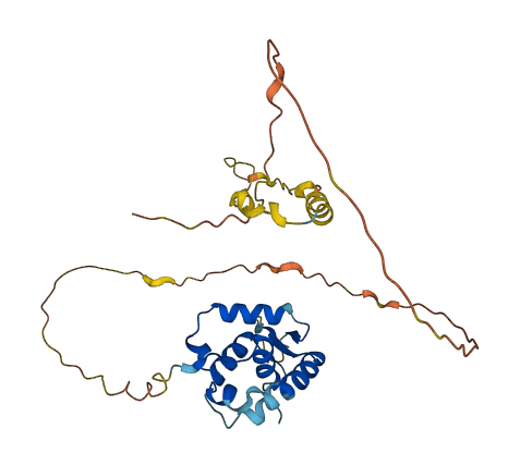 FOXR1 3D structure