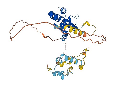 FOXR2 3D structure