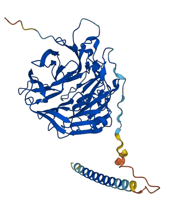 CORO6 3D structure