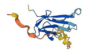 VHLL 3D structure