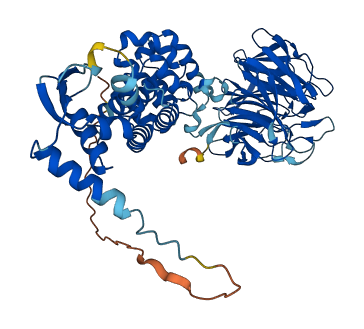 KLHL24 3D structure