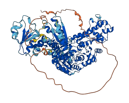MTHFD1L 3D structure