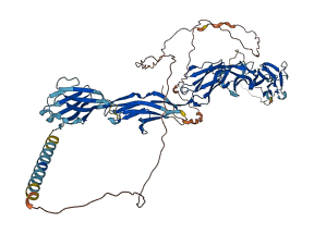 KIRREL2 3D structure