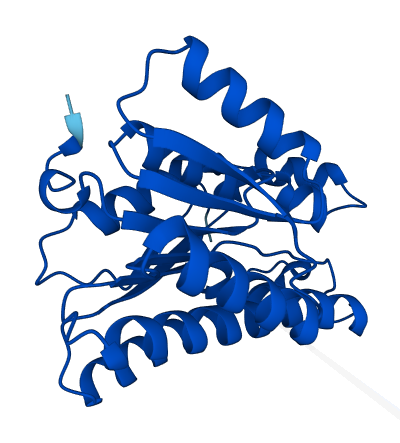DHRS11 3D structure