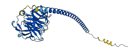 OLFML1 3D structure