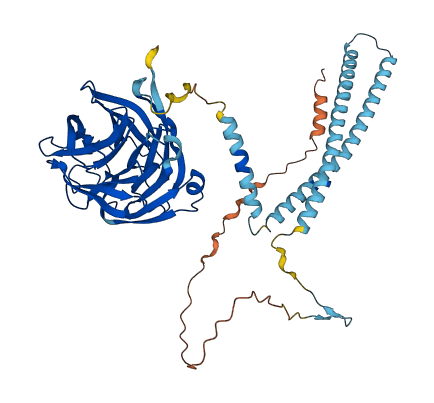 OLFM4 3D structure