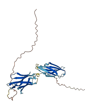 C17orf99 3D structure