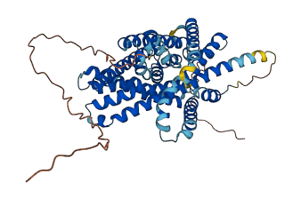 SLC36A4 3D structure