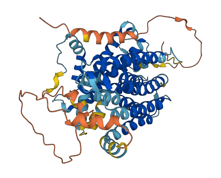 SLC24A5 3D structure