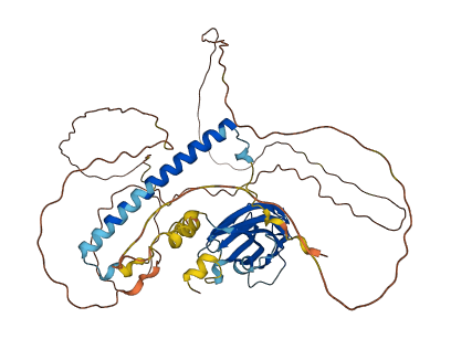 RAB11FIP2 3D structure