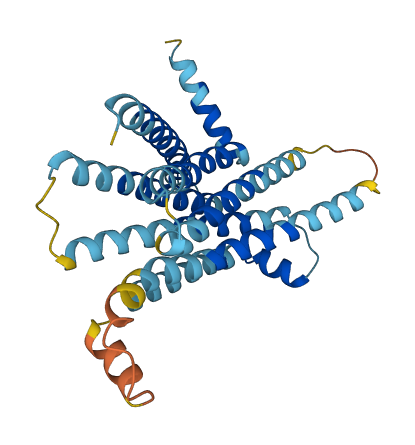 Tas2r116 3D structure