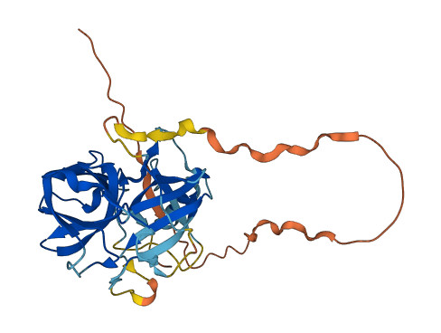 PRSS42P 3D structure