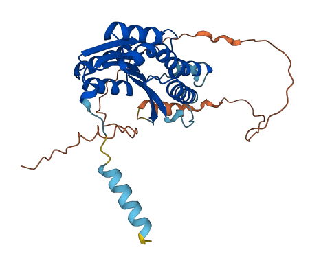 HSD11B1L 3D structure